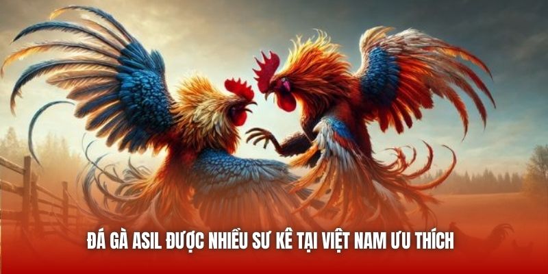 Đá gà Asil được nhiều sư kê tại Việt Nam ưu thích