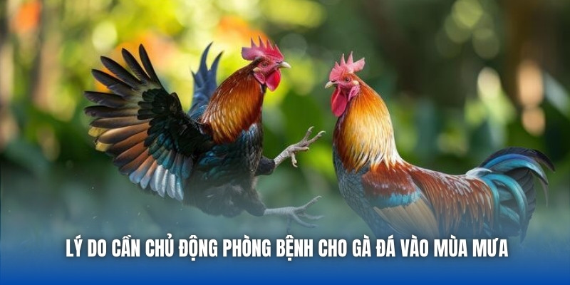 Lý do cần chủ động phòng bệnh cho gà đá vào mùa mưa