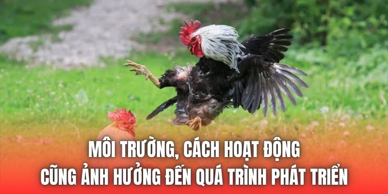 Môi trường, cách hoạt động cũng ảnh hưởng đến quá trình phát triển